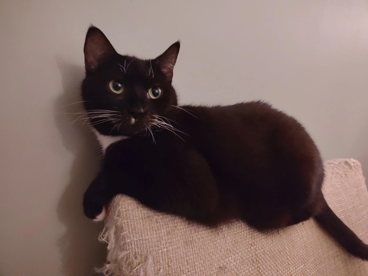 A black cat is laying on the back of a chair standing against a wall. The car is looking to the right of the camera. 