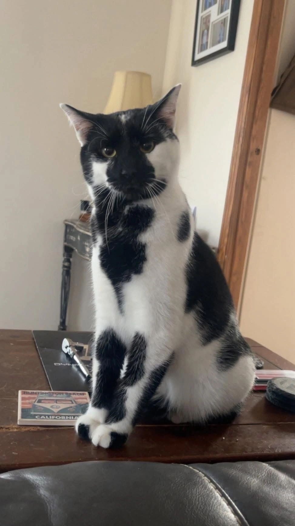 This is Udders (sadly not my kitty)