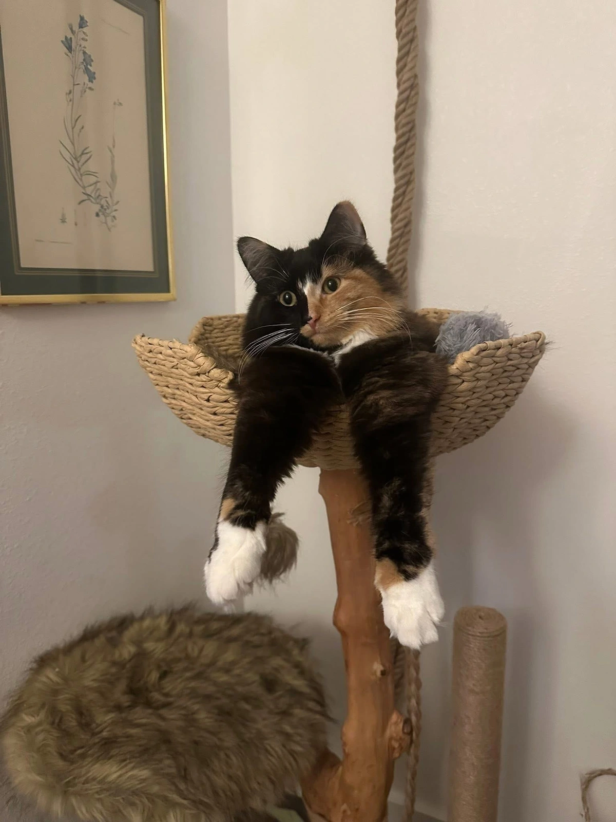 Birdie has dangly arms (credit to Nicole Almendarez)