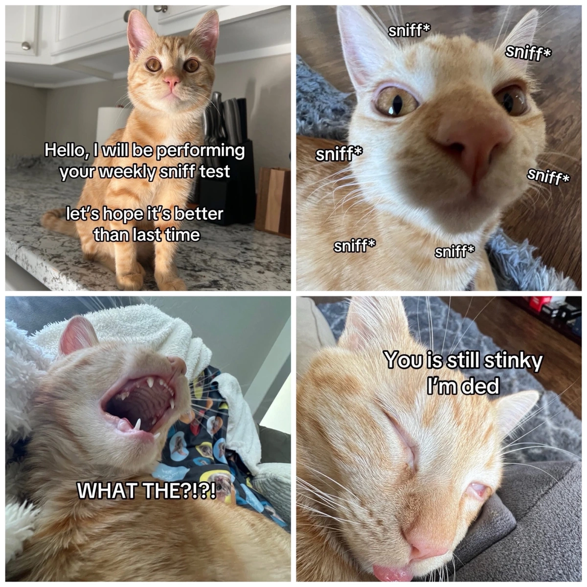 Please stop for your mandatory sniff test by Ellie & Ollie