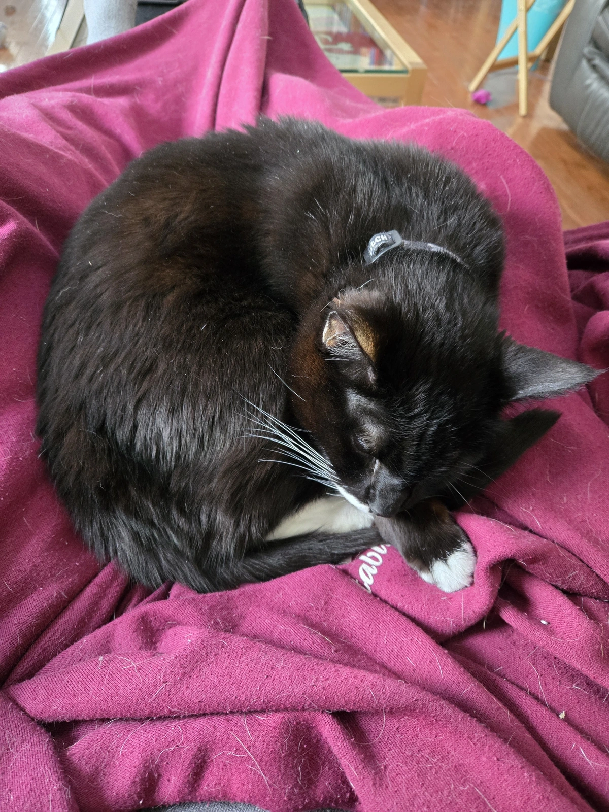 Stitch curled up on my lap