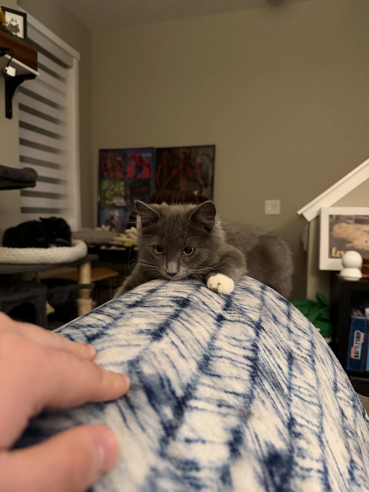 A cute grey kitten sits low on the back of a couch covered in a blanket, staring intently at a human’s hand close by, as if ready to pounce, in a warmly lit living room.